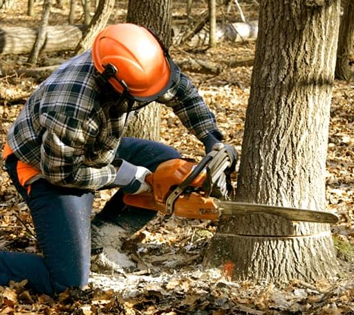 Tree Removal in New Ulm, TX